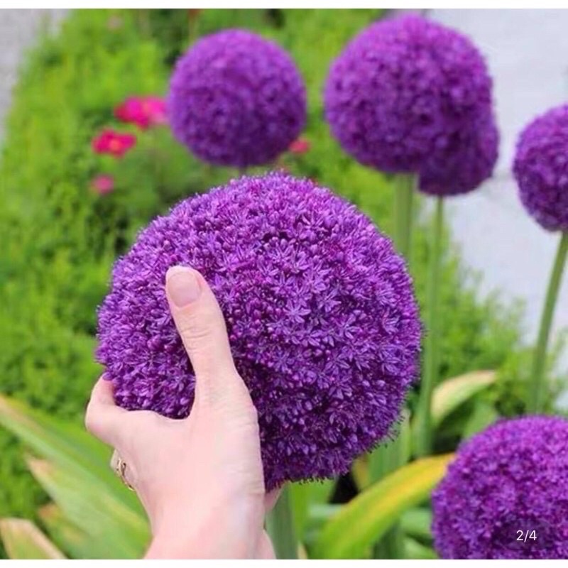 Củ hoa cầu tuyết chuẩn tết