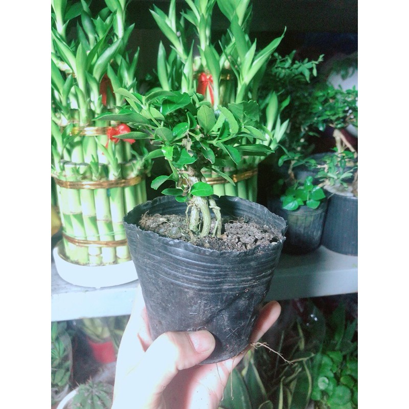 [HCM]Cây Sam Hương Bonsai