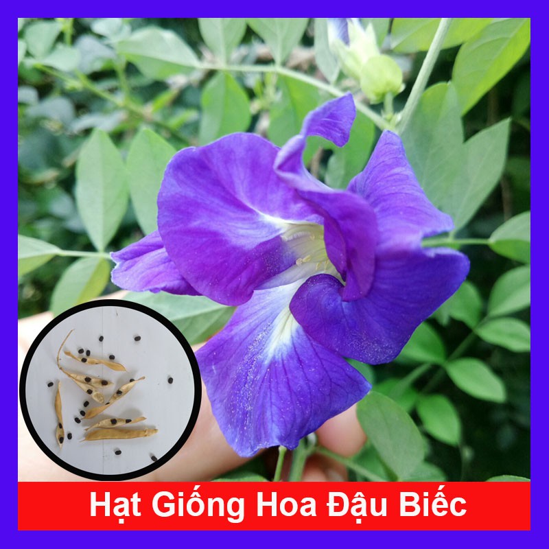 Hạt giống hoa đậu biếc cánh đơn-gói 20 hạt(tặng kèm phân bón)