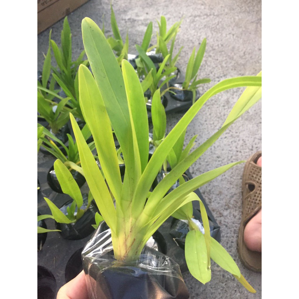 [FREESHIP - Xả Khô Máu] hoa phong lan vũ nữ cam lửa [ TẶNG 02 Cây QUẾ giống]