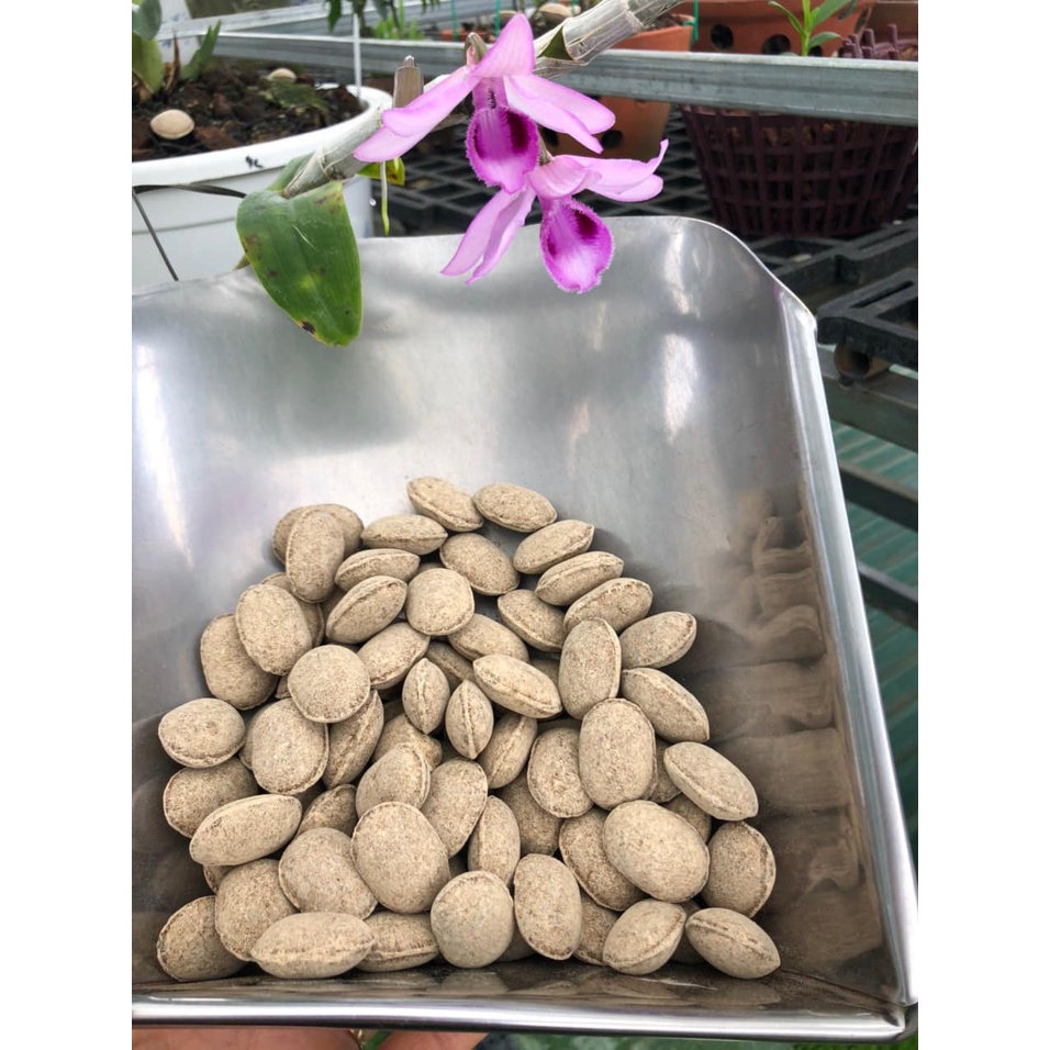Phân tan chậm hạt bàng nhật bản 12-6-6 _1 viên phân bàng dùng cho hoa phong lan, cây cảnh