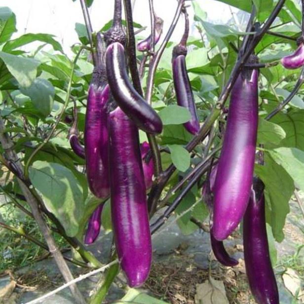 Phân Bón DAP Hàn Quốc - DAP Korea loại hạt đen 1KG