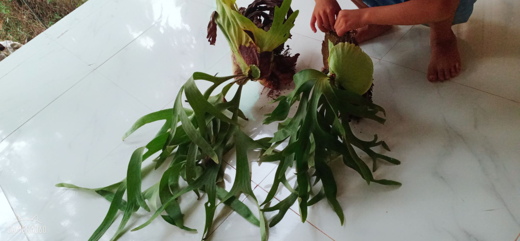Cây Ổ Rồng