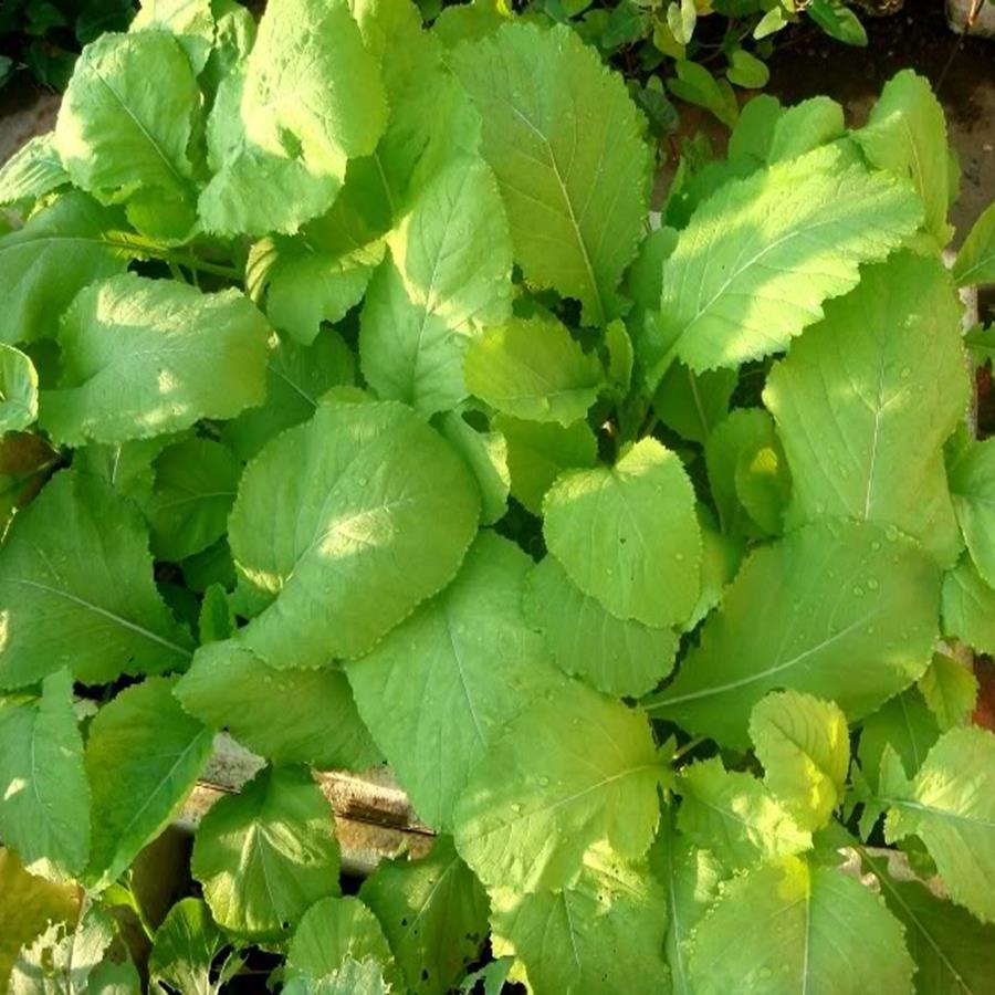 "Gói 20Gram"Hạt Giống Rau Cải Mơ Lùn [Seeds]