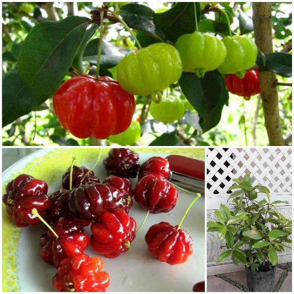 Cherry Surinam - Cây Ăn Quả Giống