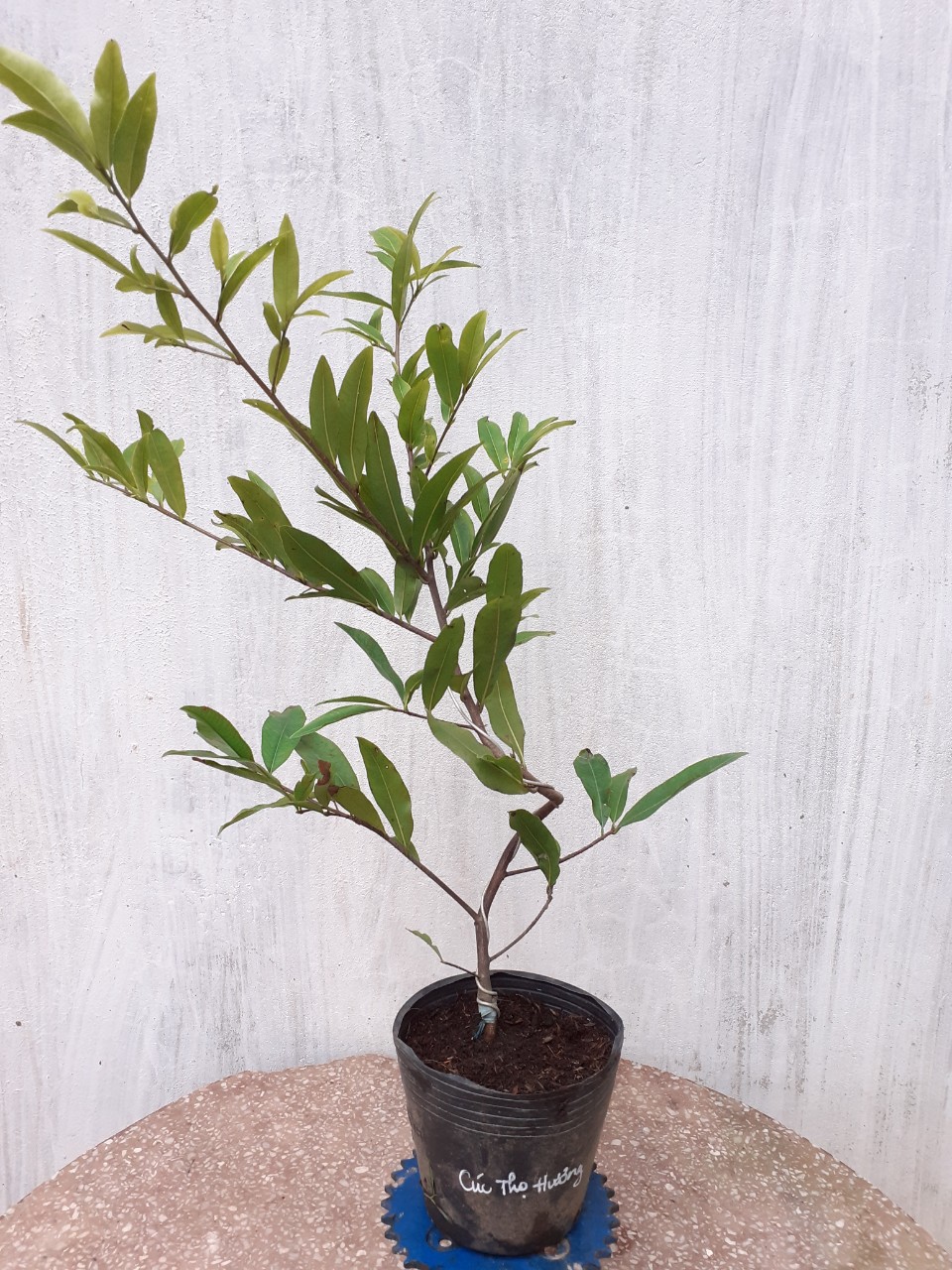 2 Cây Mai Cúc Thọ Hương Mini