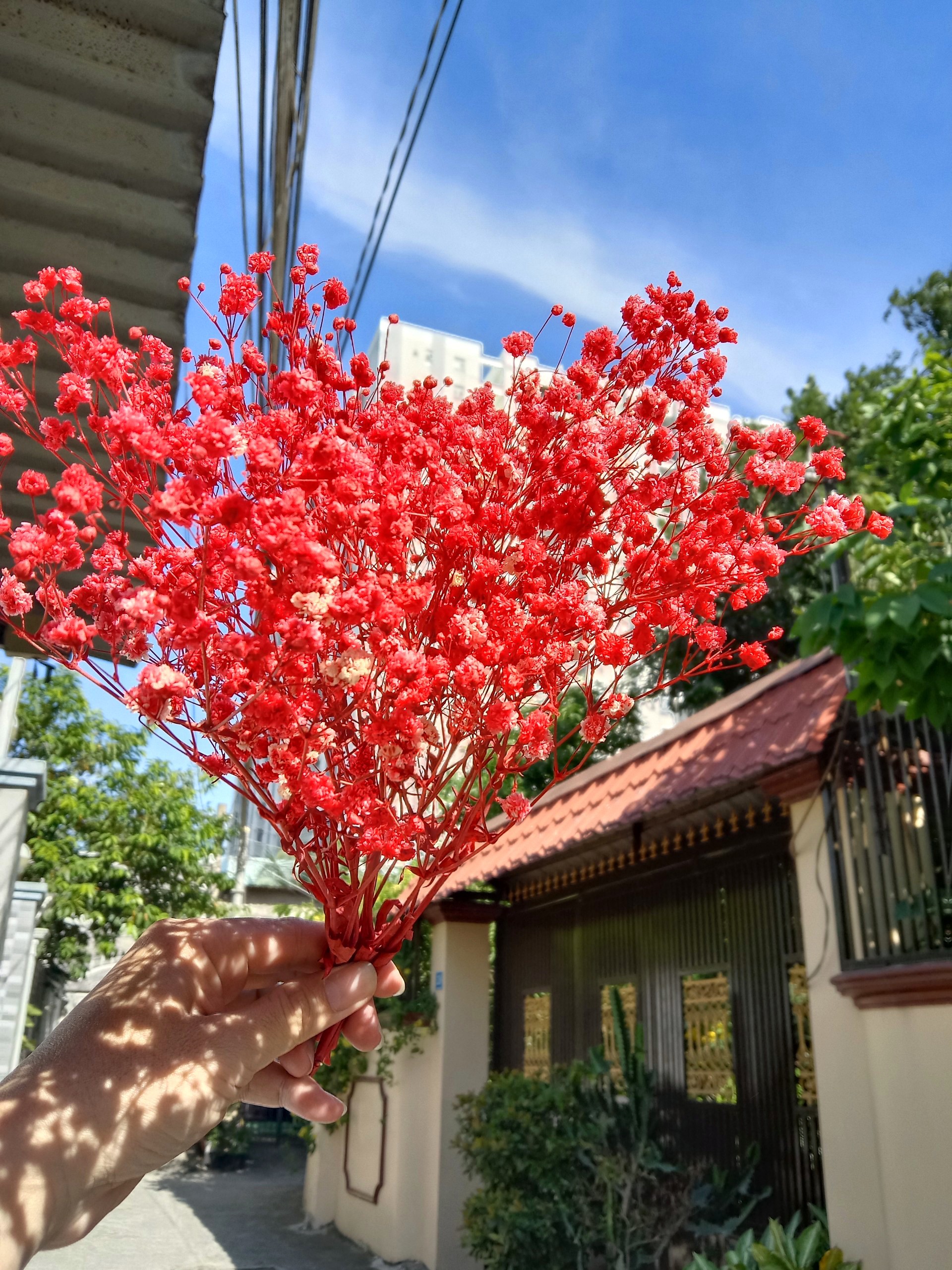 hoa khô - hoa baby - bó 10g