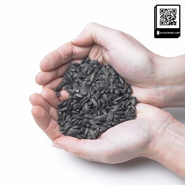 Hạt giống hoa hướng dương cao