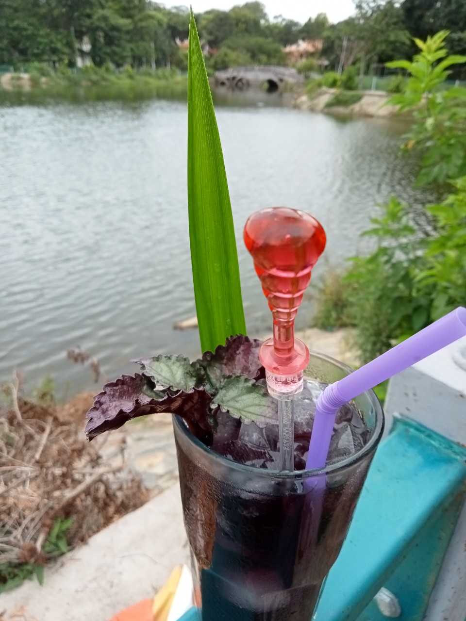 Cây Dr thanh (cây Bán tự cảnh), dùng nấu nước mát