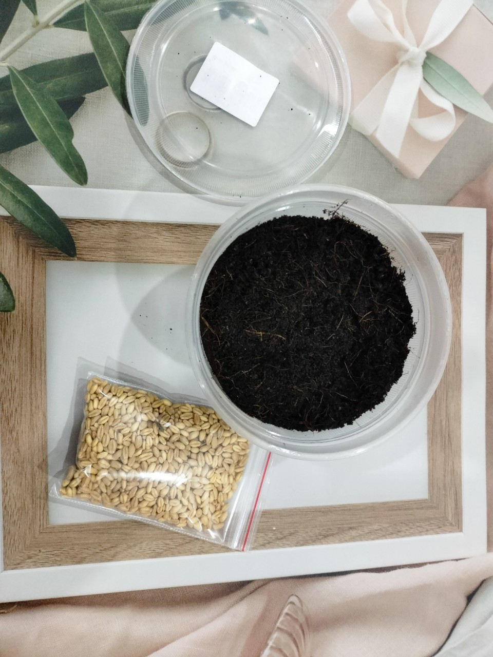 Bộ kit trồng cỏ mèo