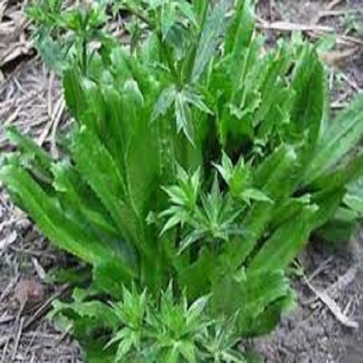 Rau mùi tàu-Rau mùi tàu