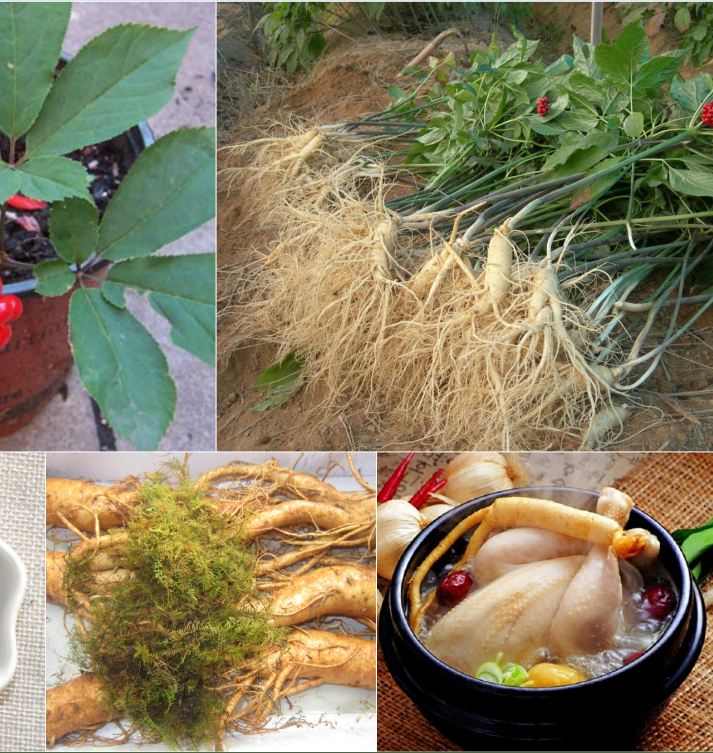 "Gói 5 "Hạt giống nhân sâm hàn quốc [Seeds]