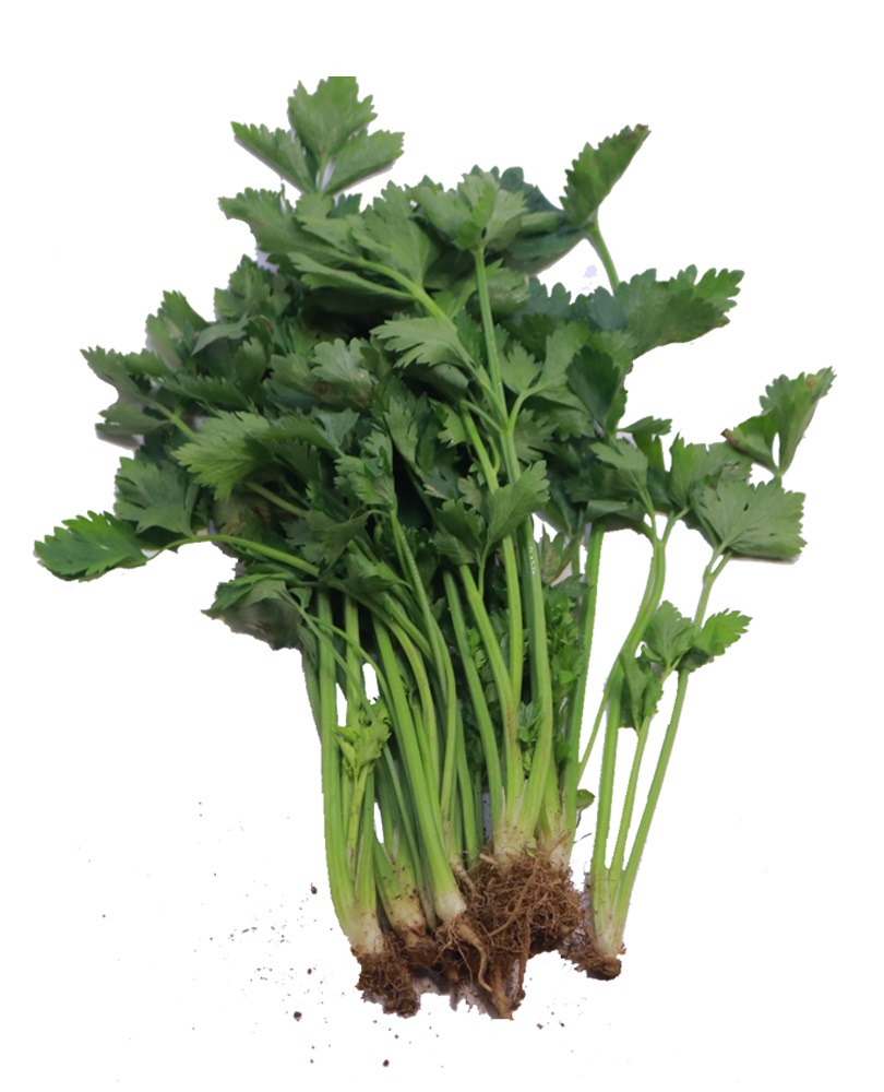 Hạt giống rau cần tàu VTP30 | Vạn Tín Store