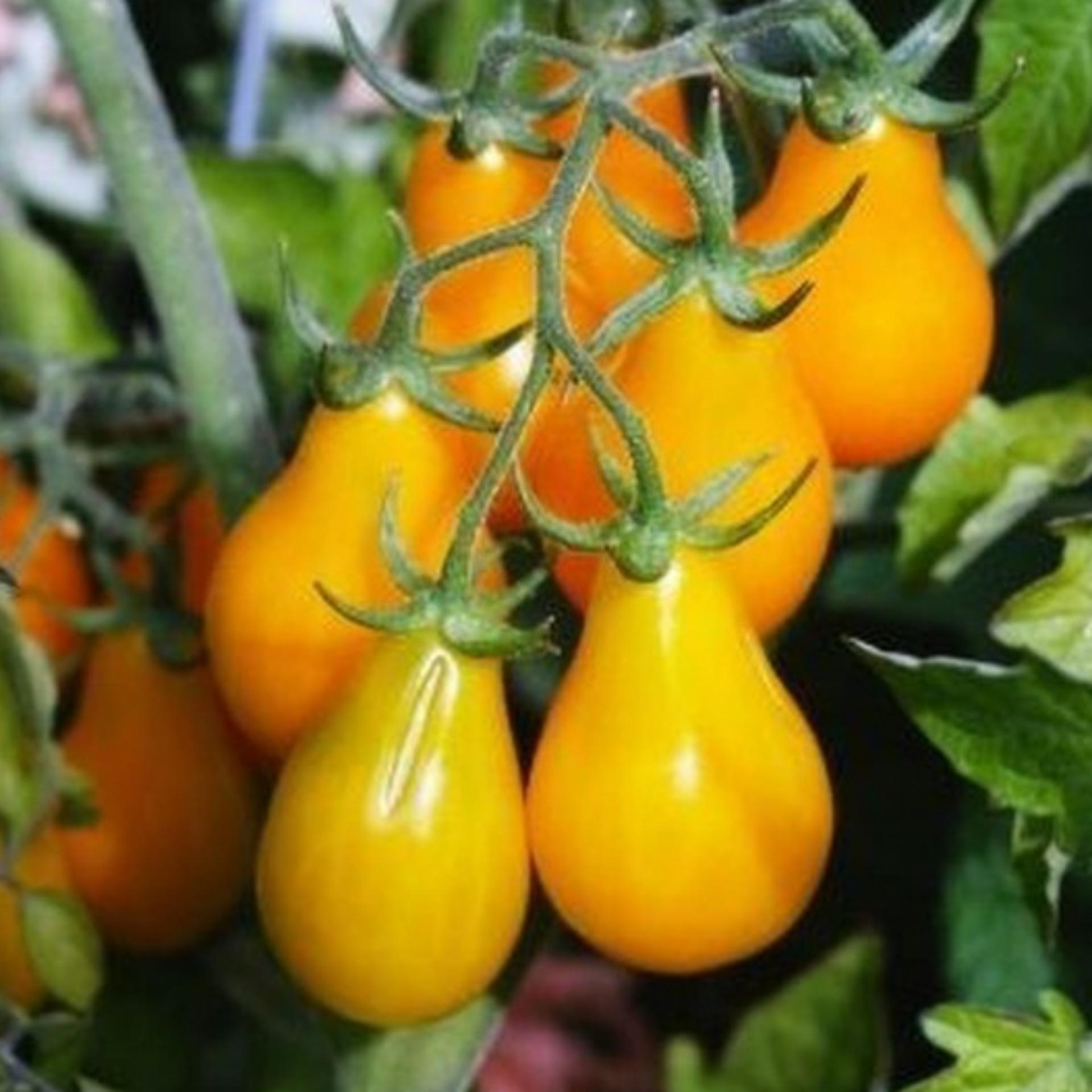 20 Hạt giống Cà chua quả lê vàng (tặng Kích nẩy mầm, Hướng dẫn ươm)