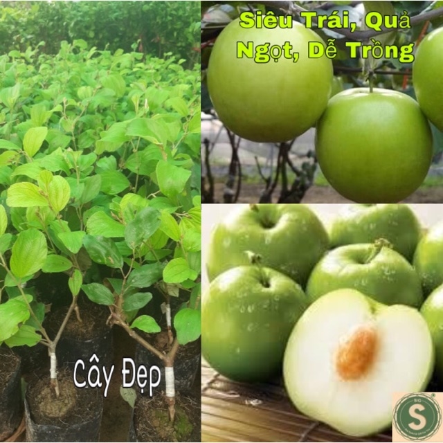 CÂY GIỐNG TÁO THÁI SIÊU TRÁI-ẢNH THẬT