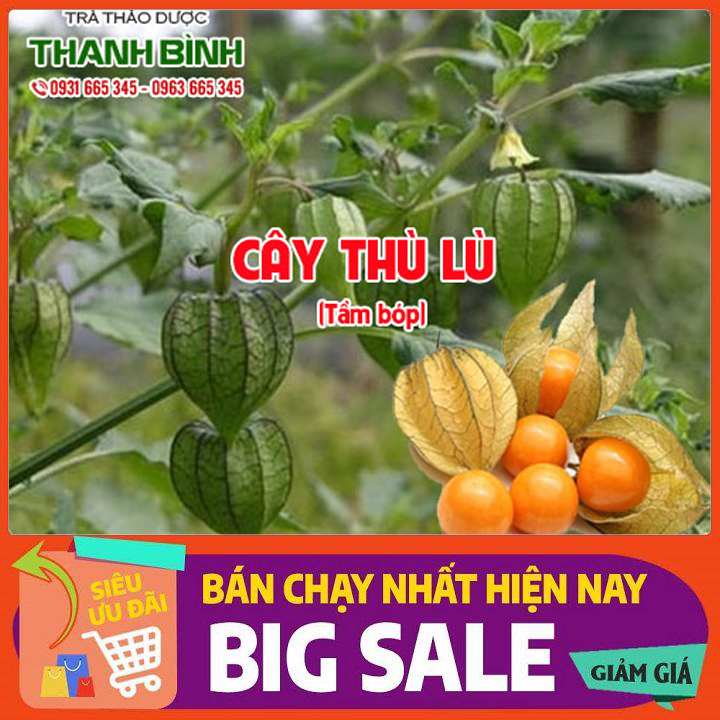 Cây thù lù 1kg - hàng công ty giá tốt