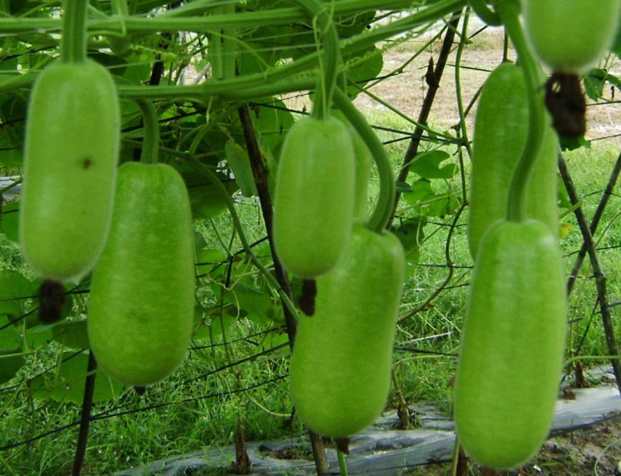 5 Hạt giống Bầu xị