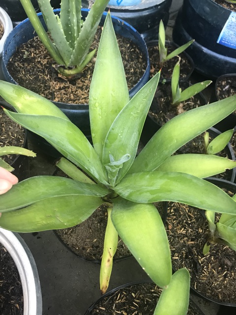 Cây Dứa Nam Mỹ- Dứa cảnh- size nhỏ 25-30cm