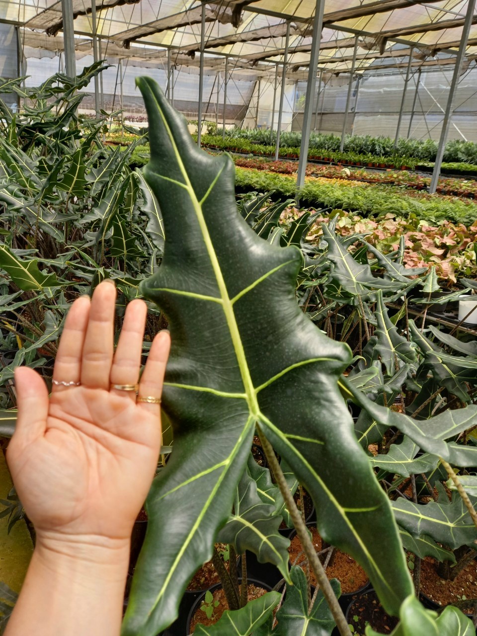 Môn Ngựa - Alocasia Sarian