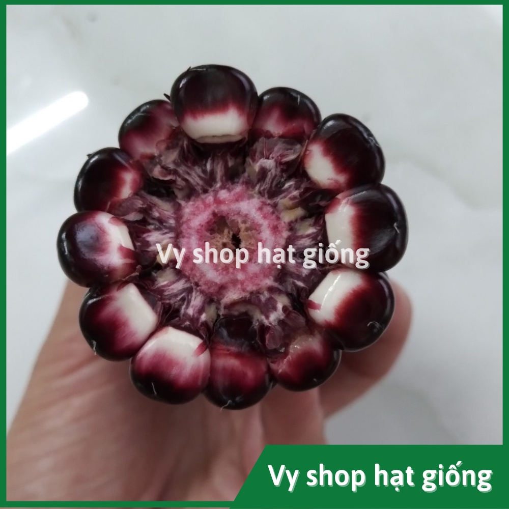 Hạt giống ngô nếp tím (bắp nếp tím) Thái Lan gói 30 hạt