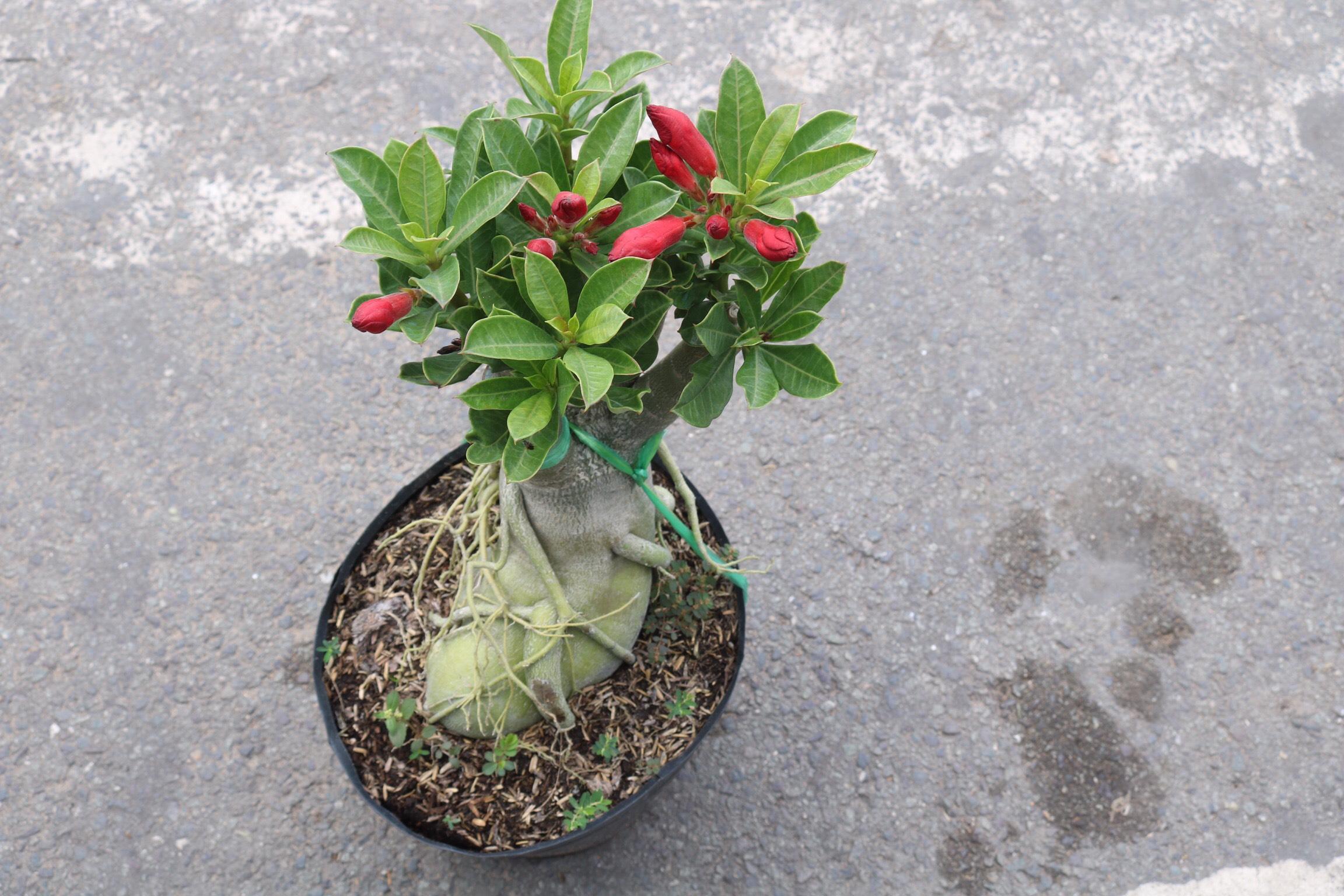 Cây sứ Thái bông kép gốc to