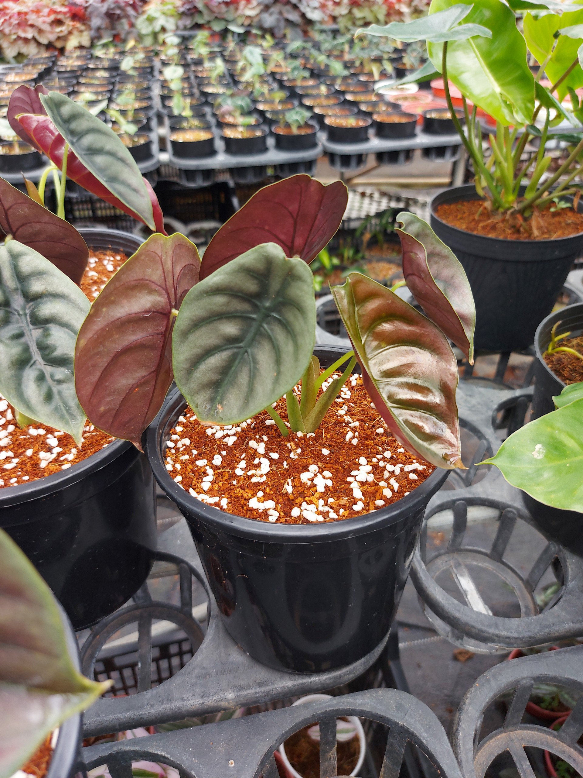 Rồng đỏ_ Alocasia Cuprea.