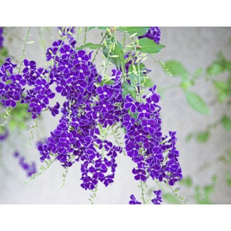 ♤♤ Cây giống chuỗi ngọc hoa tím