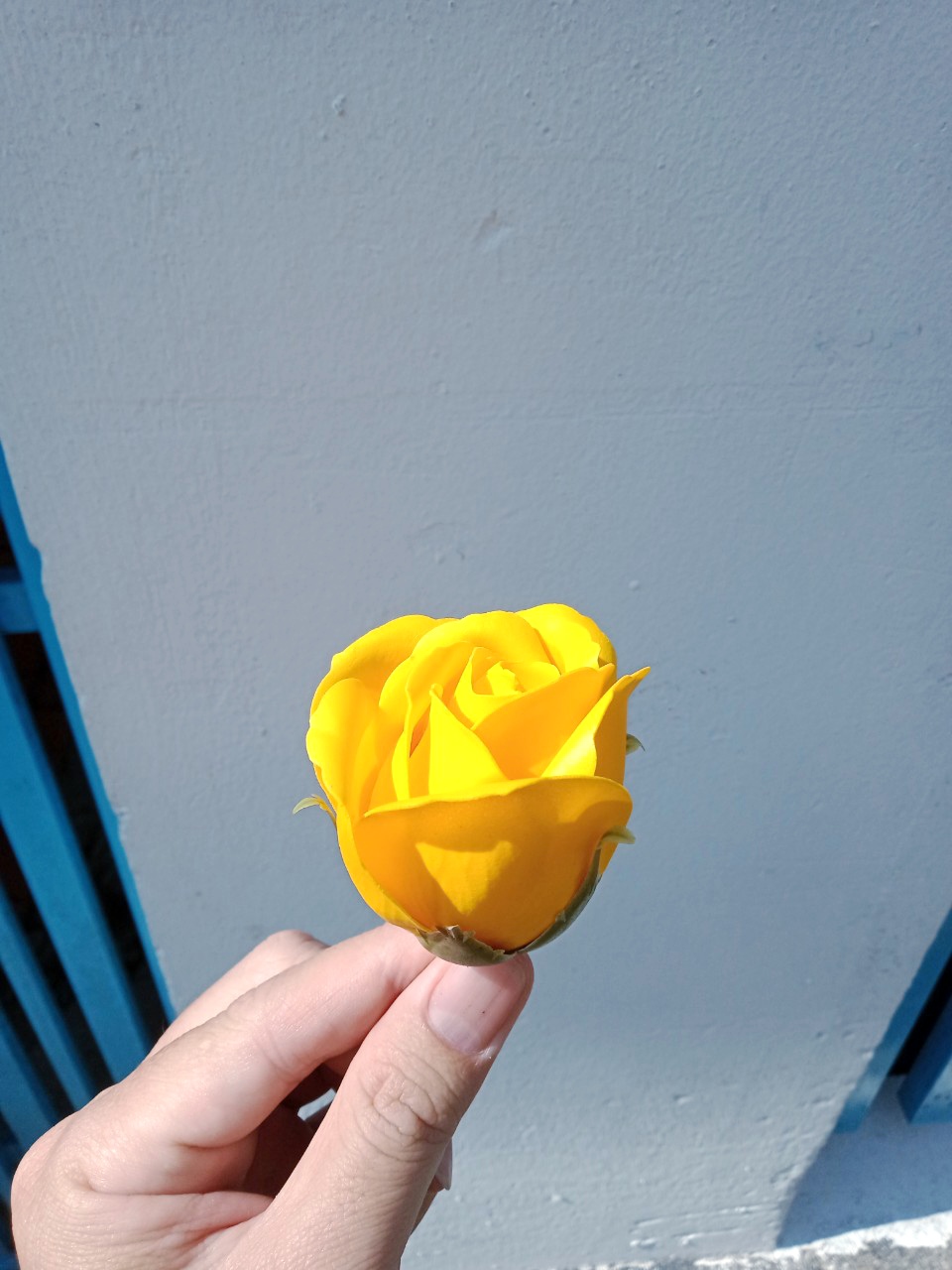 đầu bông hoa hồng sáp 3 lớp cánh