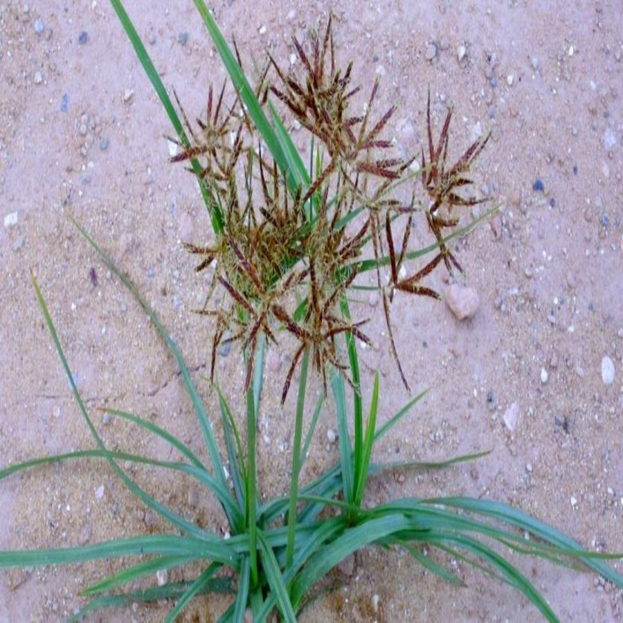 Củ Gấu (Cỏ Gấu, Hương Phụ) Khô 1KG MỚI