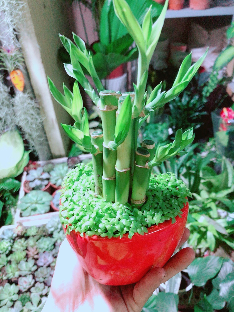 Chậu Trúc Phát Tài