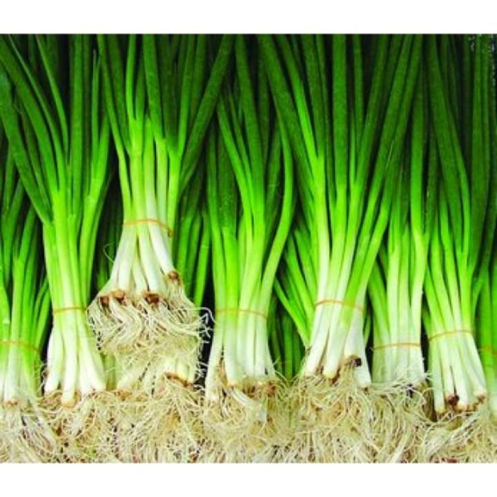 5gr hạt giống hành ta - Hành hương