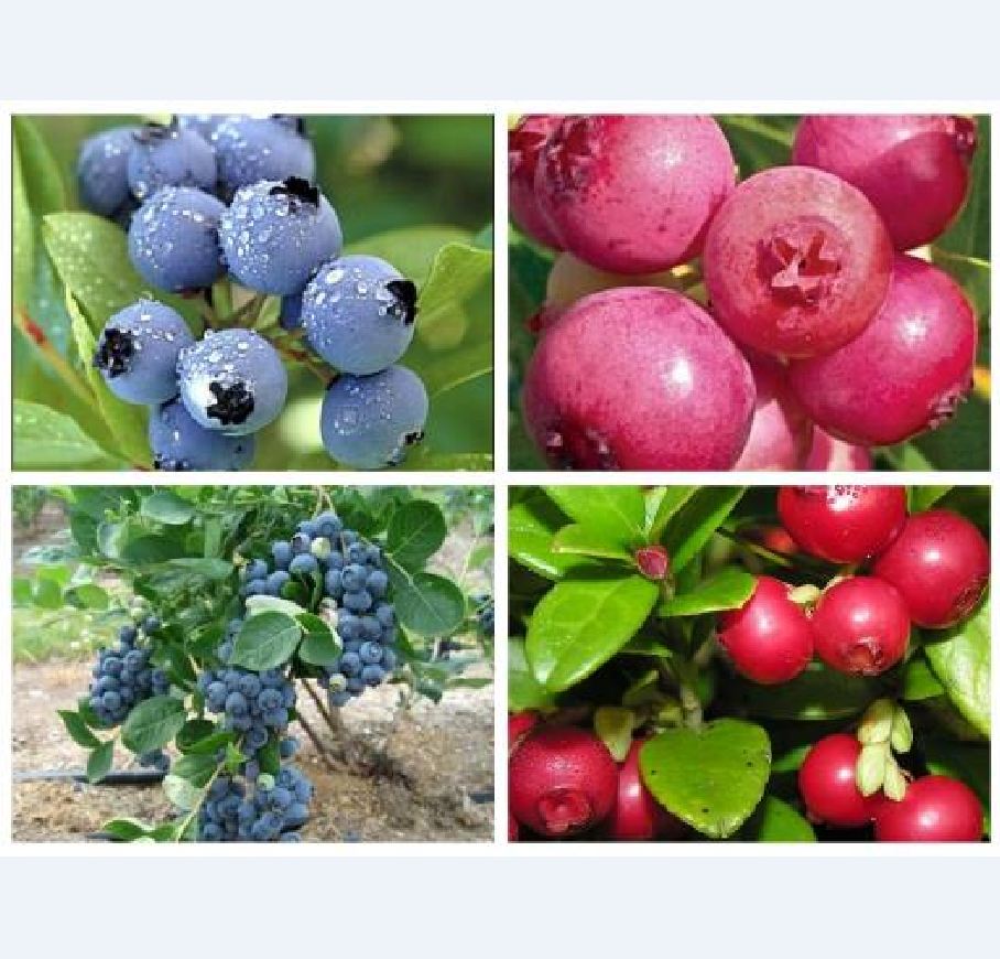 Combo 2 gói hạt giống việt quất ( 1 gói xanh + 1 gói đỏ + 1 gói kích thích hạt nảy mầm )[Seeds]