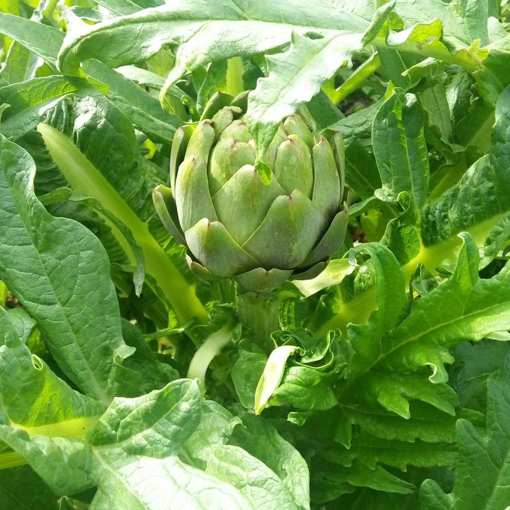 Hạt giống Atiso Đà lạt - Atiso Xanh PSV12 | Phởms Market