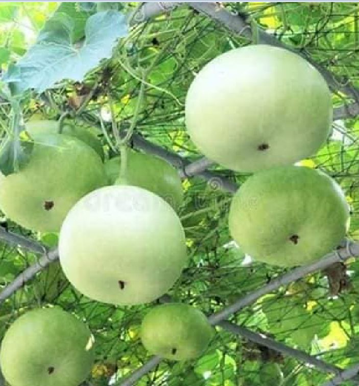 Hạt giống bầu tròn Thái - gói 2gram( 10 hạt)