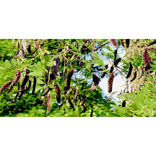 Cây Giống Bồ Kết Nếp Cao 70 80cm