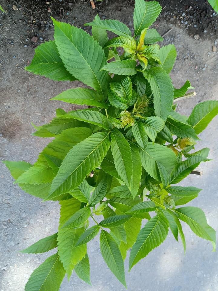 Cay hoa hoàng Yến + tặng phân bón