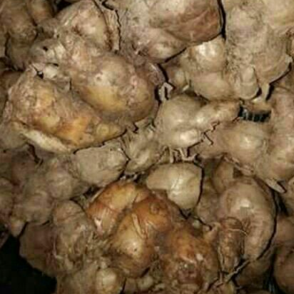 Củ Địa Liền Tươi Chuẩn 01kg lz4