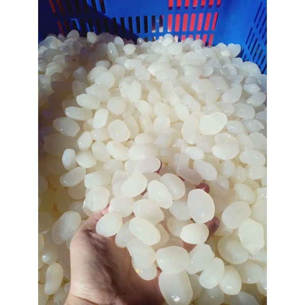 Hạt Đác tươi Nha Trang 1kg (giao tphcm)