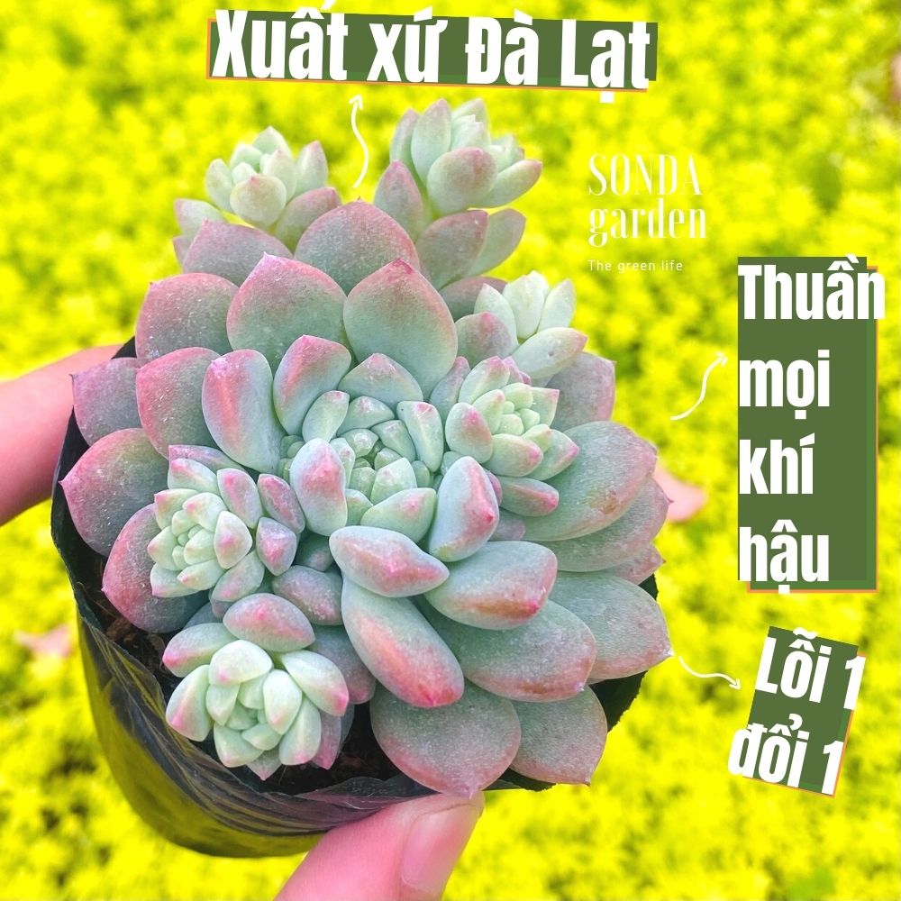 SEN ĐÁ DÙ HỒNG SIZE BÉ SIÊU KHỎE ĐẸP LỖI 1 ĐỔI 1