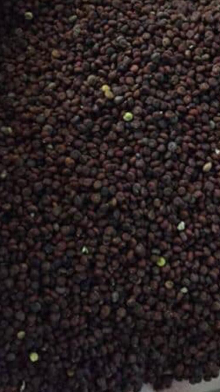 1kg Hạt Mần Ri Hoa Vàng