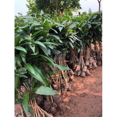 CÂY GIỐNG XOÀI ÚC