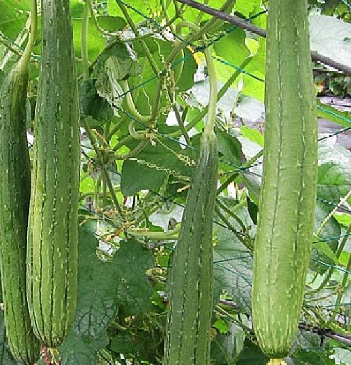 Hạt giống mướp hương thái-gói 10 hạt