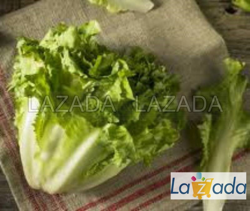 5Gr Hạt Giống Xà Lách Escarole Carol (B2.201| C17*V54*M119)