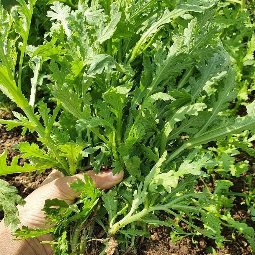Hạt Giống Tần Ô Lá Tẻ (Cúc tẻ) -Fam Seeds