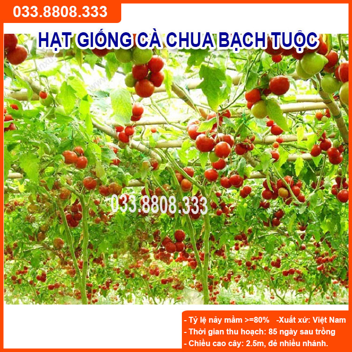 Hạt giống cà chua bạch tuộc -cà chua leo giàn