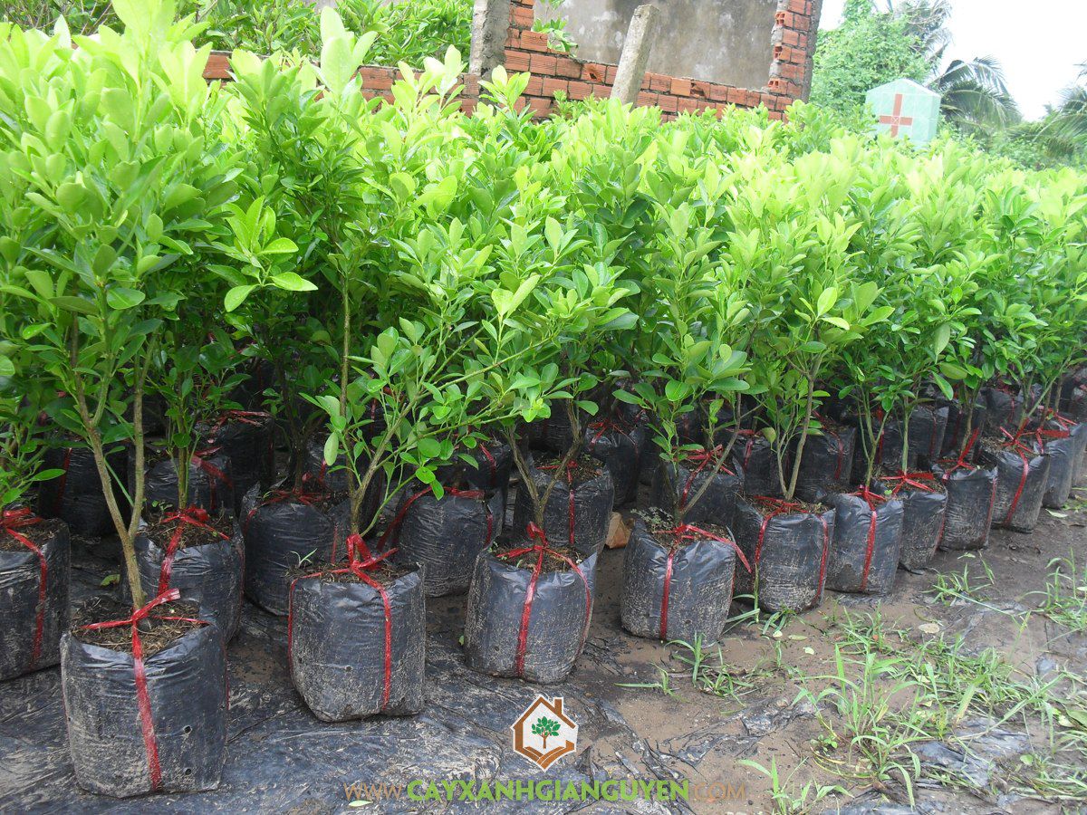 Cây tắc thái ngọt cây cực đẹp chuẩn giống