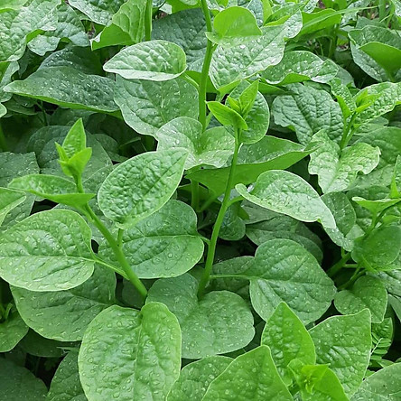 Hạt Giống Mồng Tơi Xanh