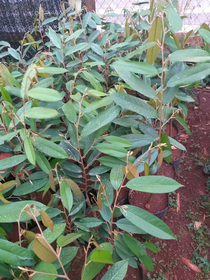 Cây giống sầu riêng khổ qua da xanh