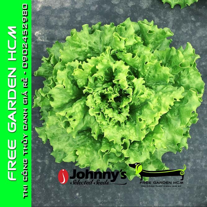 COMBO 200 HẠT GIỐNG XÀ LÁCH BỌC MEN MUIR – Johnny’s Seed – Mỹ