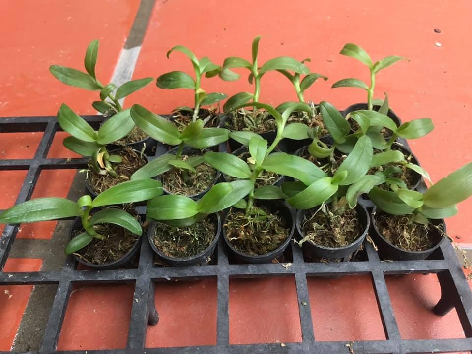 Phi điệp 6 mắt hàng gieo hạt đã sổ bói tại vườn